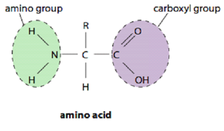 Amino Acid.png